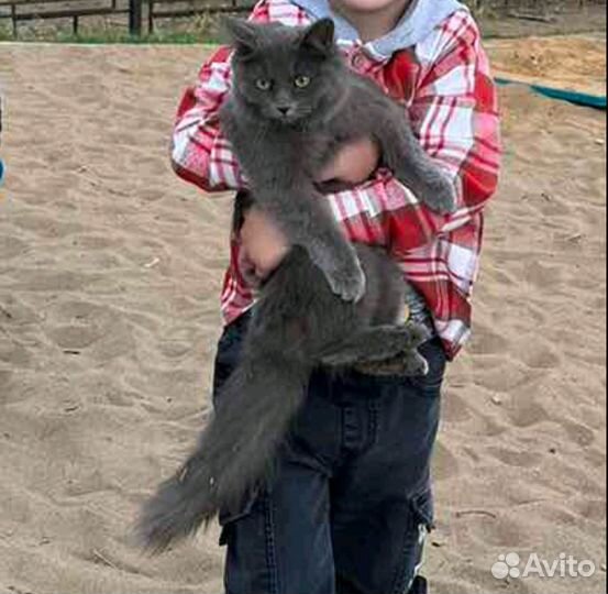 Дымчатая пушистая кошка