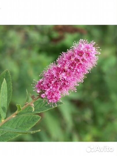 Спирея Билларда иволистная, вангутта