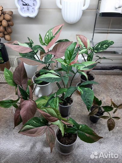 Цветы для дома