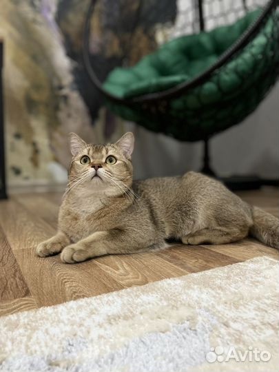 Шотландский кот вязка