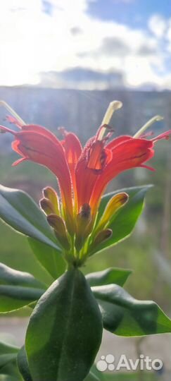 Эсхинантус жар птица