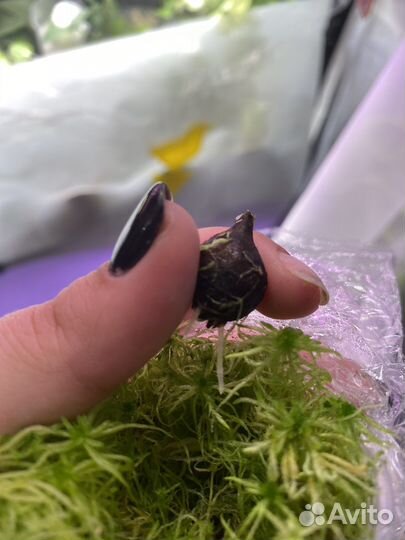 Алоквзи блек вельвет