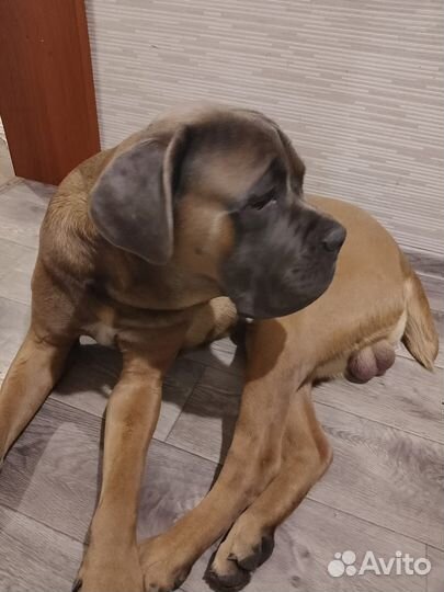 Собака вязка