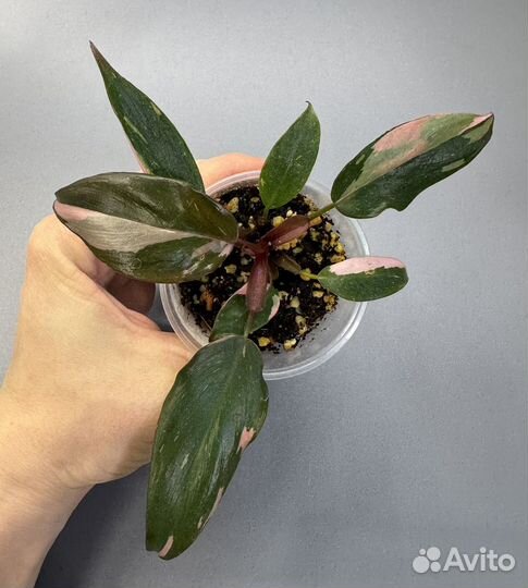 Филодендрон розовая принцесса марбл