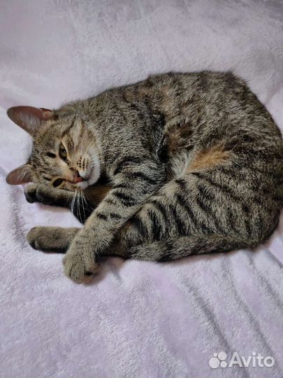 Кошка ласковая