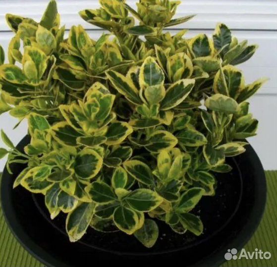 Растения для дачи и сада