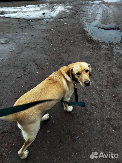 Собака в добрые руки