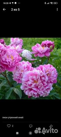 Пионы 2-3 почки