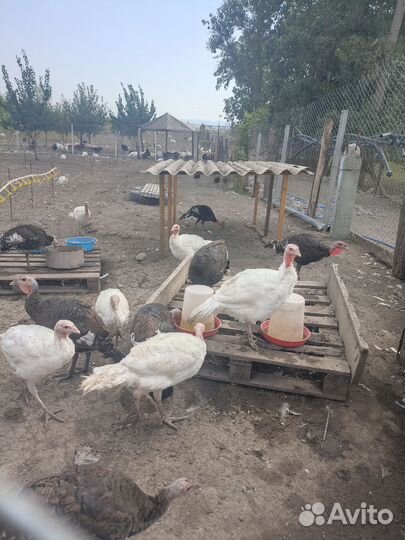 Индюки домашние