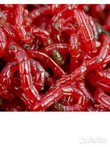 Мотыль, опарыш