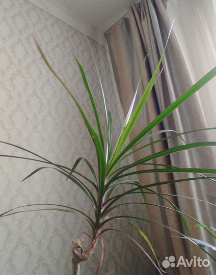 Пальма драцена