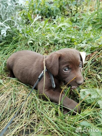 Лабрадор ретривер