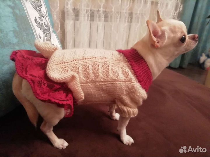 Вязаная одежда для собак и кошек