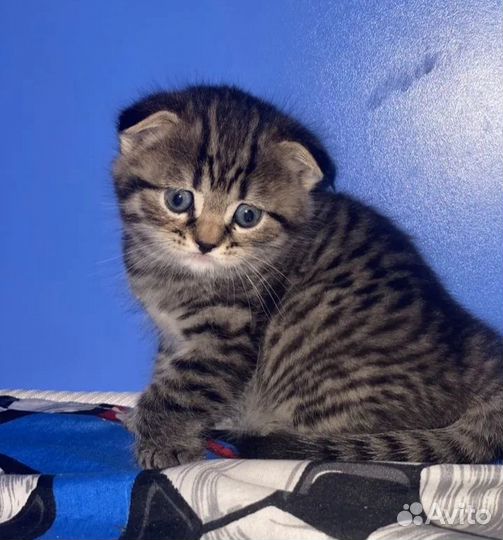 Шотландские вислоухие и прямоухие котята