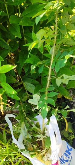 Белый шиповник. Папоротник