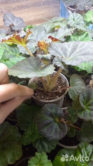 Бегония клубневая Нон стоп