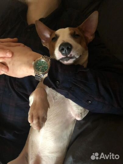 Терьер Пахом - Вязка/Случка