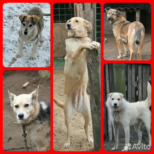 Друзья и надежные охранники на любой вкус