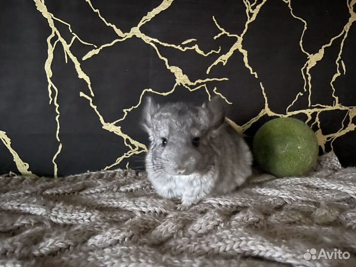 Шиншилла стандарт