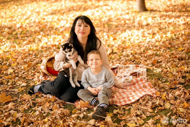 Фотосессия с хаски на улице