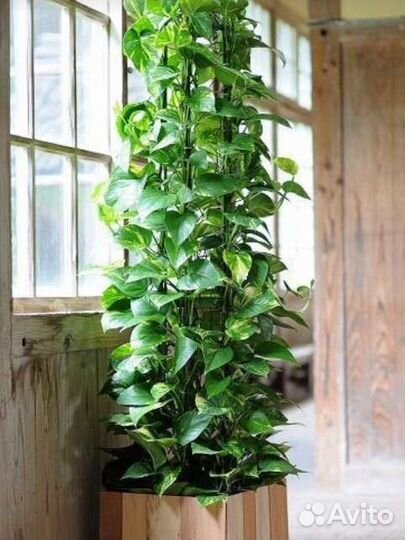 Красавец Сциндапсус Эпипремнум золотистый