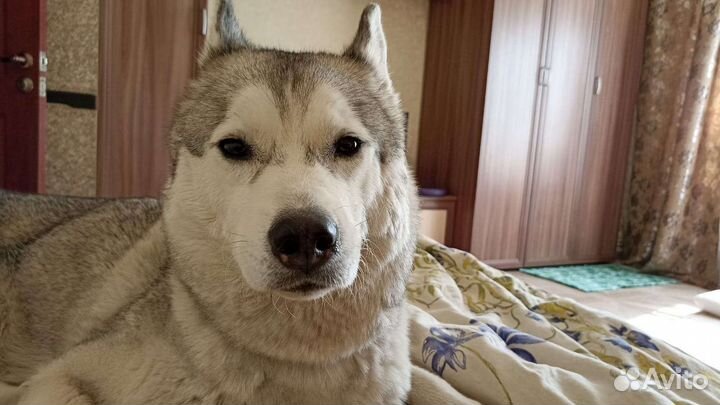 Сибирский хаски вязка