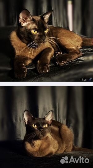 Котята европейской бурмы