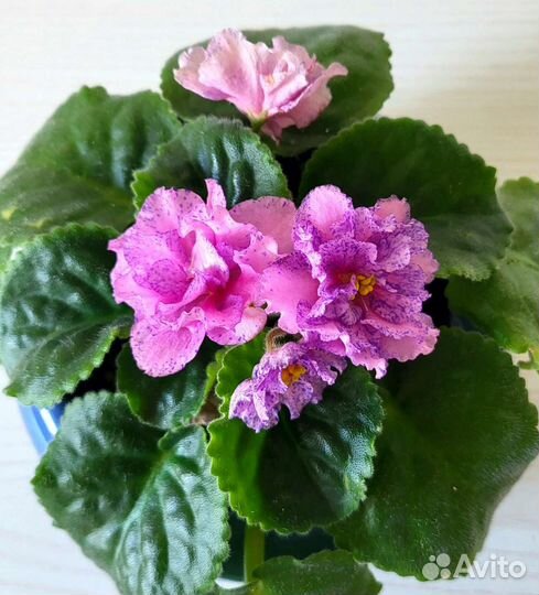 Детки сортовой фиалки