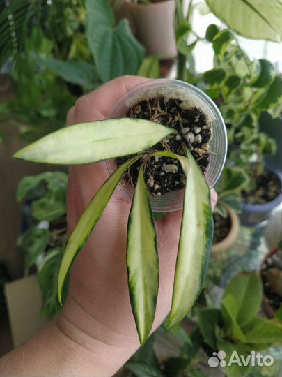 Хойи часть 1