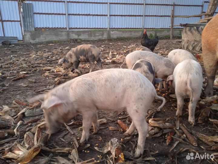 Поросята
