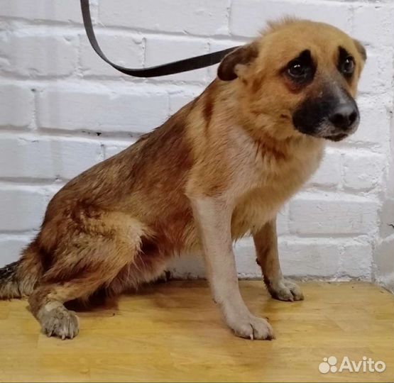 Несчастная собачка