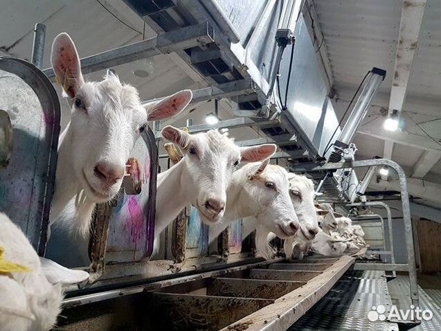 Продам ферму разведения коз Зааненской породы508га