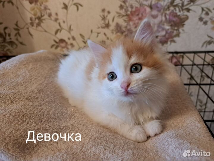 Отдам котят в добрые ответственные руки