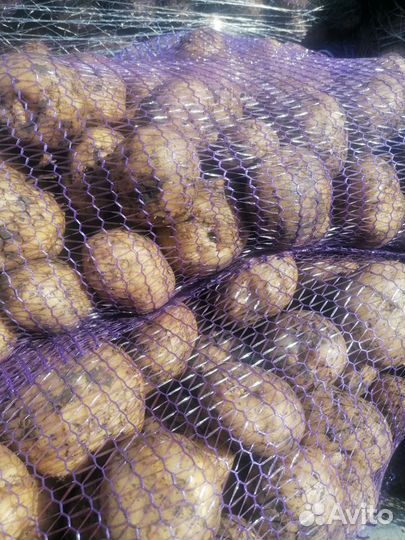 Продам картофель