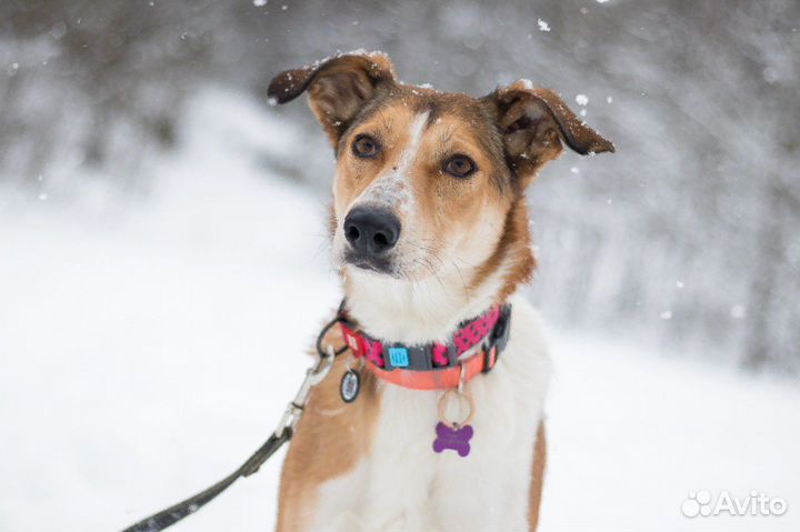 Собака девочка