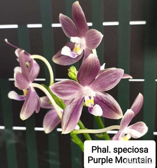 Орхидея фаленопсис