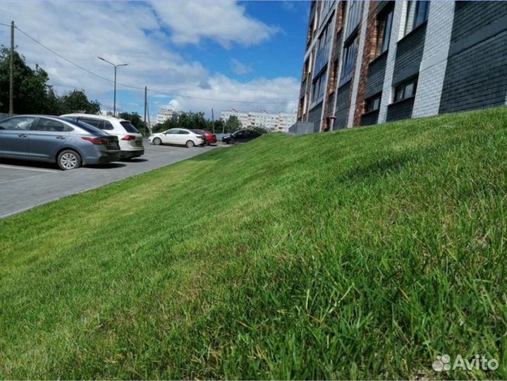 Семена для газона Газон