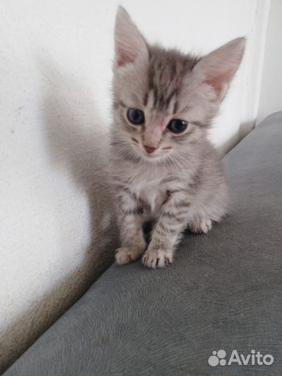 Кошки в добрые руки