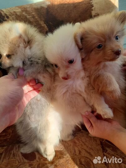 Щенки шпица