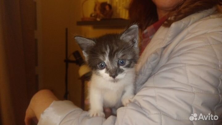 Котята с ладошку 1 месяц ищут своих мам и пап