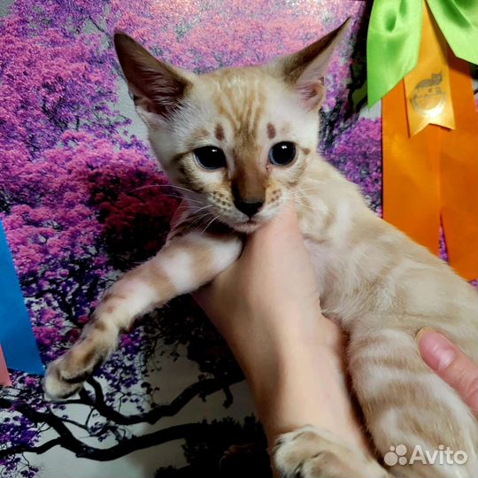 Бенгальские котята