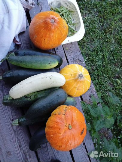 Тыквы, кабачки