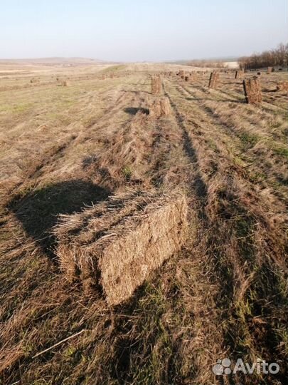 Сено в квадратных тюках