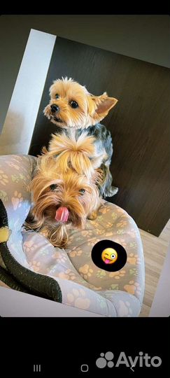 Йоркширский терьер щенки