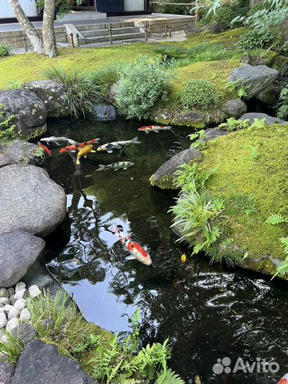 Репетитор японского языка