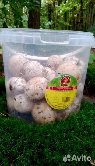 Гриб веселка