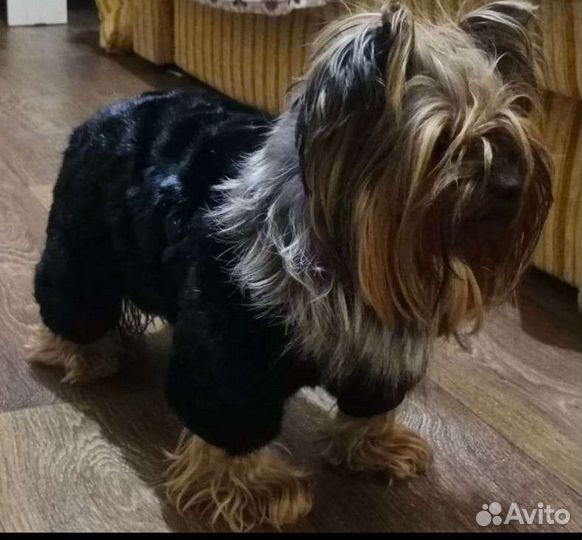 Одежда для собак мелких пород