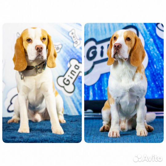 Бигль. Вязка