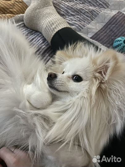 Немецкий шпиц вязка