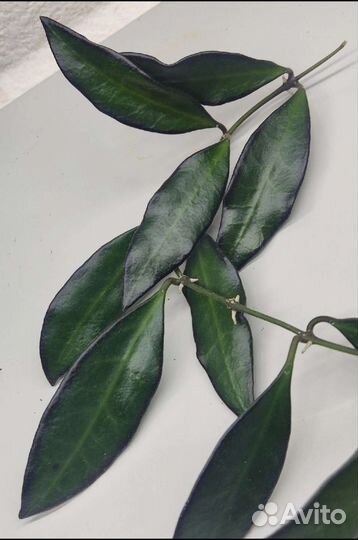 Хойи набором 10 шт/срезы+укорененные